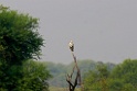 Egyptian Vulture [1832] 03-dec-2013 (Keoladeo NP, Bharatpur)