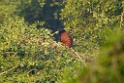 Greater Coucal [1656] 03-dec-2013 (Keoladeo NP, Bharatpur)