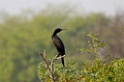 Indian Cormorant [1938] 03-dec-2013 (Keoladeo NP, Bharatpur)