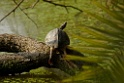 Indian Roofed Turtle [1928] 03-dec-2013 (Keoladeo NP, Bharatpur)