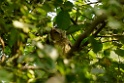 Indian Scops Owl [1899] 03-dec-2013 (Keoladeo NP, Bharatpur)