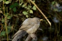 Jungle Babbler [1778] 03-dec-2013 (Keoladeo NP, Bharatpur)
