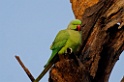 Rose-ringed Parakeet [1661] 03-dec-2013 (Keoladeo NP, Bharatpur)