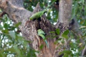 Rose-ringed Parakeet [1669] 03-dec-2013 (Keoladeo NP, Bharatpur)