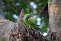 Rose-ringed Parakeet [1673] 03-dec-2013 (Keoladeo NP, Bharatpur)