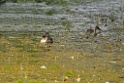Spot-billed Duck [1734] 03-dec-2013 (Keoladeo NP, Bharatpur)