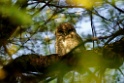 Spotted Owlet [1922] 03-dec-2013 (Keoladeo NP, Bharatpur)