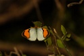 White Orange-tip [1784] 03-dec-2013 (Keoladeo NP, Bharatpur)