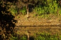 Indian Grey Mongoose [2210] 05-dec-2013 (Ranthambore NP, Sawai Madhopur)