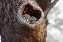 Jungle Owlet [2200] 05-dec-2013 (Ranthambore NP, Sawai Madhopur)