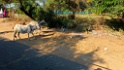 Omgeving [2425] 06-dec-2013 (Sawai Madhopur)