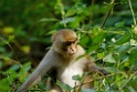 Rhesus Macaque [0222] 24-nov-2013 (Corbett NP, Dhikala)