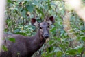 Sambar Deer [0161] 24-nov-2013 (Corbett NP, Dhikala)