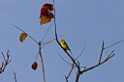 Yellow-breasted Greenfinch [0181] 24-nov-2013 (Corbett NP, Dhikala)