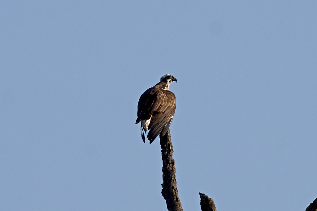 Osprey [0449] 25-nov-2013 (Corbett NP, Dhikala).jpg - Visarend [Pandion haliaetus]