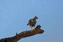 Changeable Hawk Eagle [0451] 25-nov-2013 (Corbett NP, Dhikala)