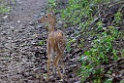 Spotted Deer [0301] 25-nov-2013 (Corbett NP, Dhikala)