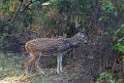 Spotted Deer [0436] 25-nov-2013 (Corbett NP, Dhikala)