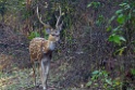 Spotted Deer [0437] 25-nov-2013 (Corbett NP, Dhikala)