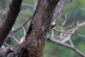 Bar-tailed Treecreeper [0593] 26-nov-2013 (Nainital, Pangot)