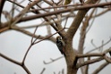 Brown-fronted Woodpecker [0574] 26-nov-2013 (Nainital, Pangot)