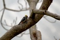 Brown-fronted Woodpecker [0577] 26-nov-2013 (Nainital, Pangot)