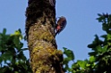Rufous-bellied Woodpecker [0678] 27-nov-2013 (Nainital, Pangot)