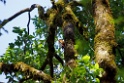 Rufous-bellied Woodpecker [0681] 27-nov-2013 (Nainital, Pangot)