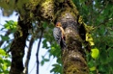 Rufous-bellied Woodpecker [0684] 27-nov-2013 (Nainital, Pangot)