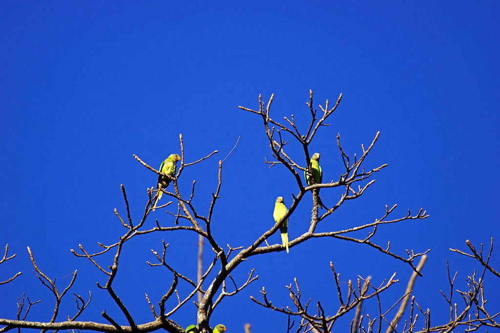 Slaty-headed Parakeet [0916] 29-nov-2013 (Nainital, Sat Tal).jpg - Grijskopparkiet [Psittacula himalayana]