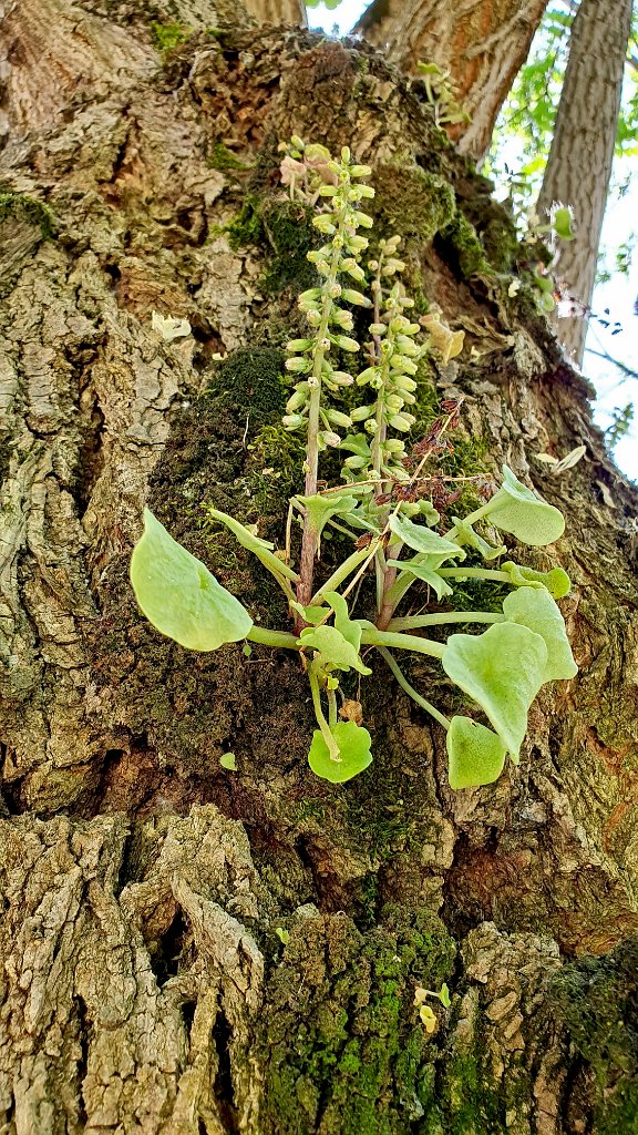 Muurnavel [151] 16-mei-2022 (Deruta).jpg - Muurnavel [Umbilicus rupestris]