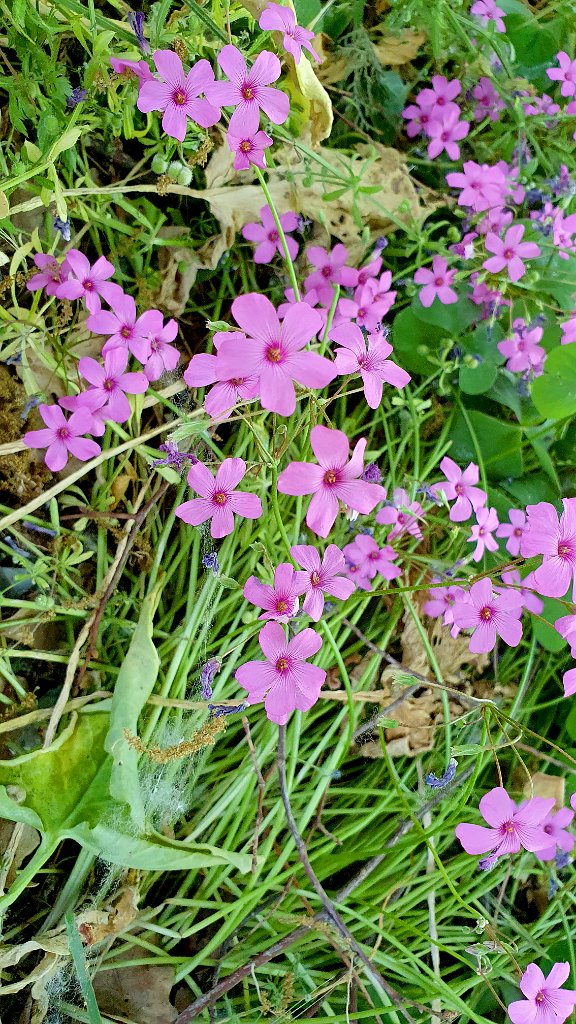 Muurzeepkruid [148] 16-mei-2022 (Deruta).jpg - Muurzeepkruid [Saponaria ocymoides]