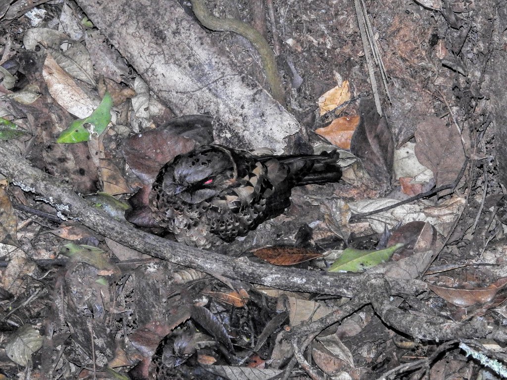 Madagascan Nightjar [01536] 01-dec-2016 (Mantadia National Parc, Perinet).jpg - Madagaskarnachtzwaluw [Caprimulgus madagascariensis]