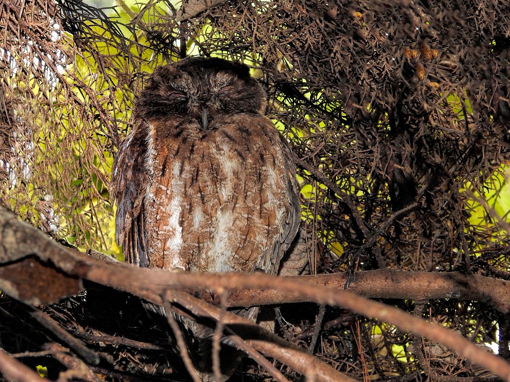 Madagascar Scops Owl [01549] 01-dec-2016 (Mantadia National Parc, Perinet).jpg - Oostelijke Madagaskardwergooruil [Otus rutilus]