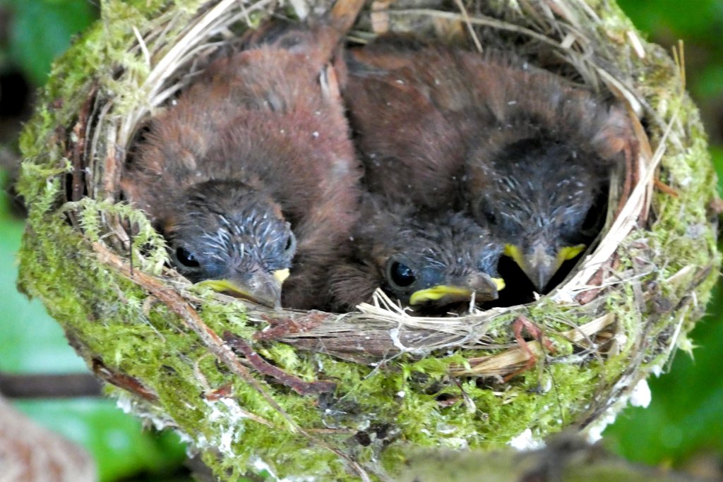 Malagasy Paradise Flycatcher [01513] 01-dec-2016 (Mantadia National Parc, Perinet)-nest.jpg - Madagaskarparadijsmonarch [Terpsiphone mutata]