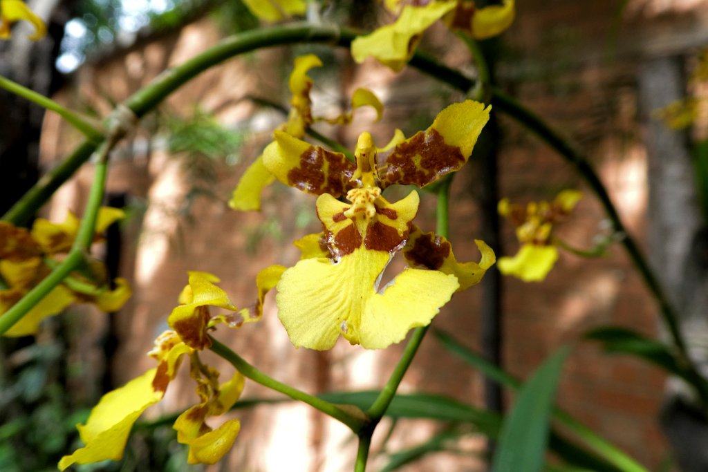 Orchidee [01589] 02-dec-2016 (Antananarivo).jpg - Orchidee [Orchidaceae spec.]