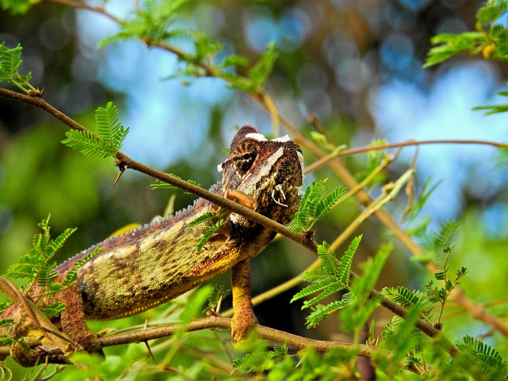 Oustalet`s Chameleon [01618] 02-dec-2016 (Majunga).jpg - Reuzenkameleon [Furcifer oustaleti]