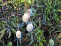 Mango [01631] 02-dec-2016 (Majunga)