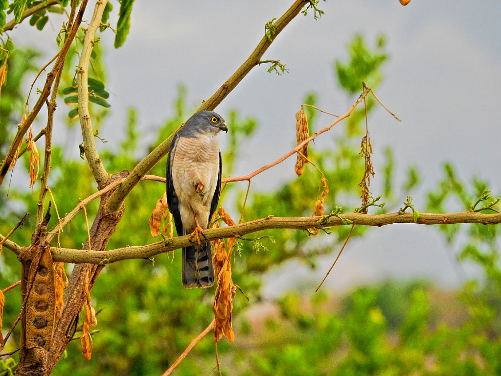 Frances`s Sparrowhawk [01845] 04-dec-2016 (Atafa).jpg - Madagaskarshikra [Accipiter francesiae]