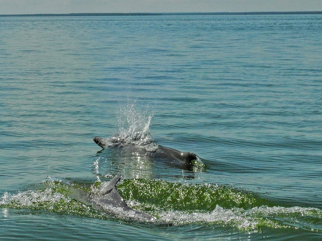 Indo-pacific Humpback Dolphin [01777] 04-dec-2016 (Betsiboka delta, Majunga).jpg - Chinese Witte Dolfijn [Sousa chinensis]