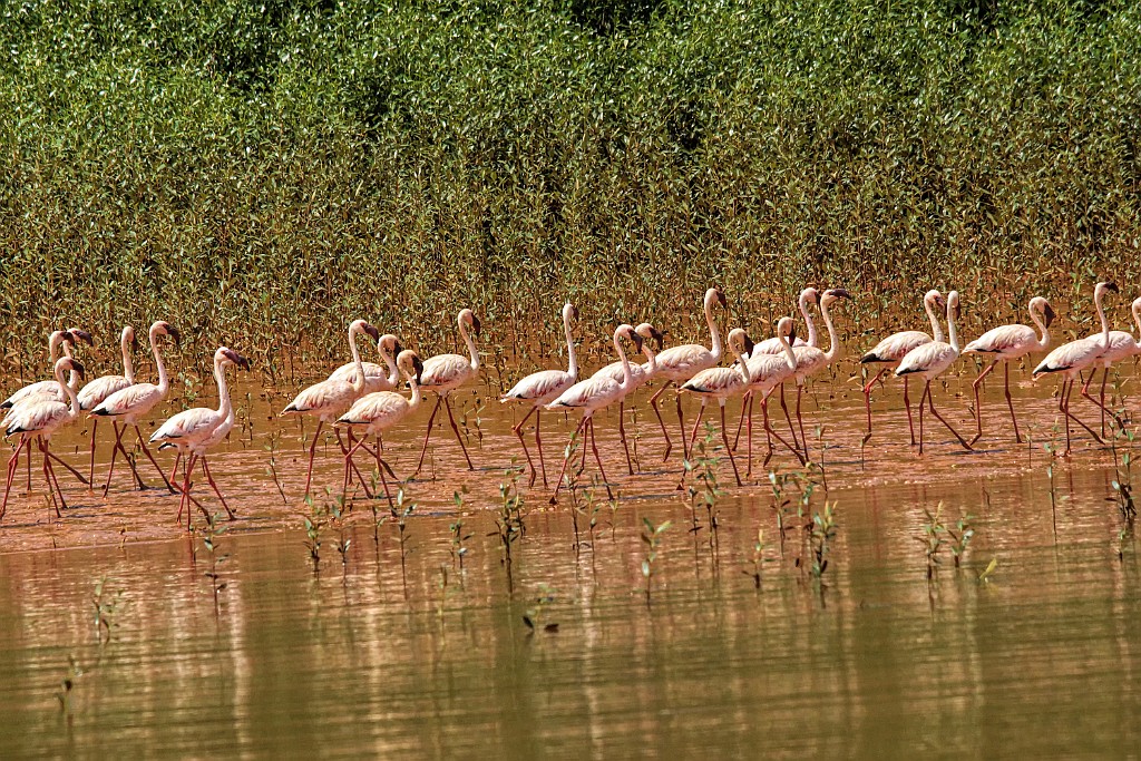 Lesser Flamingo [01794] 04-dec-2016 (Betsiboka delta, Majunga).jpg - Kleine Flamingo [Phoenicopterus minor]