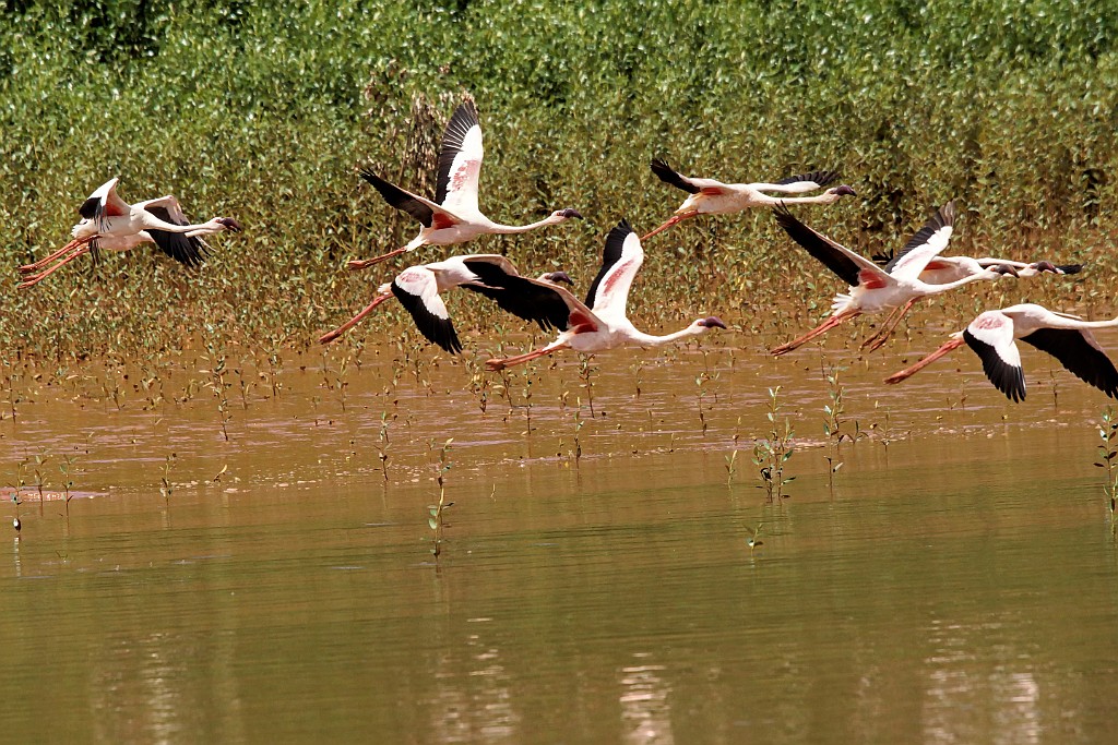 Lesser Flamingo [01796] 04-dec-2016 (Betsiboka delta, Majunga).jpg - Kleine Flamingo [Phoenicopterus minor]