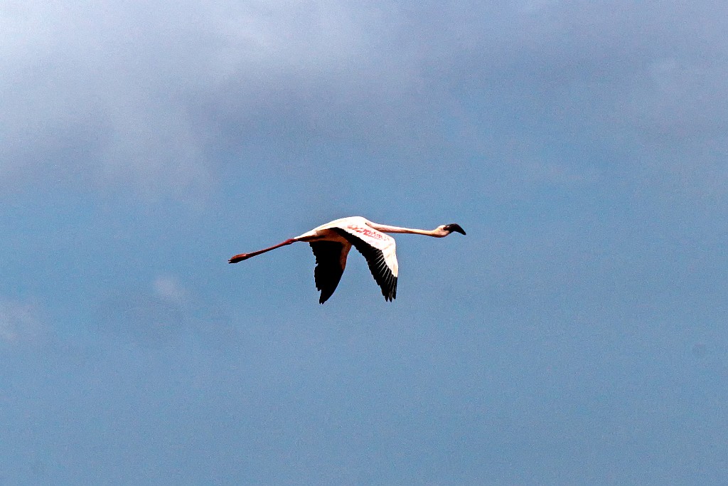 Lesser Flamingo [01798] 04-dec-2016 (Betsiboka delta, Majunga).jpg - Kleine Flamingo [Phoenicopterus minor]