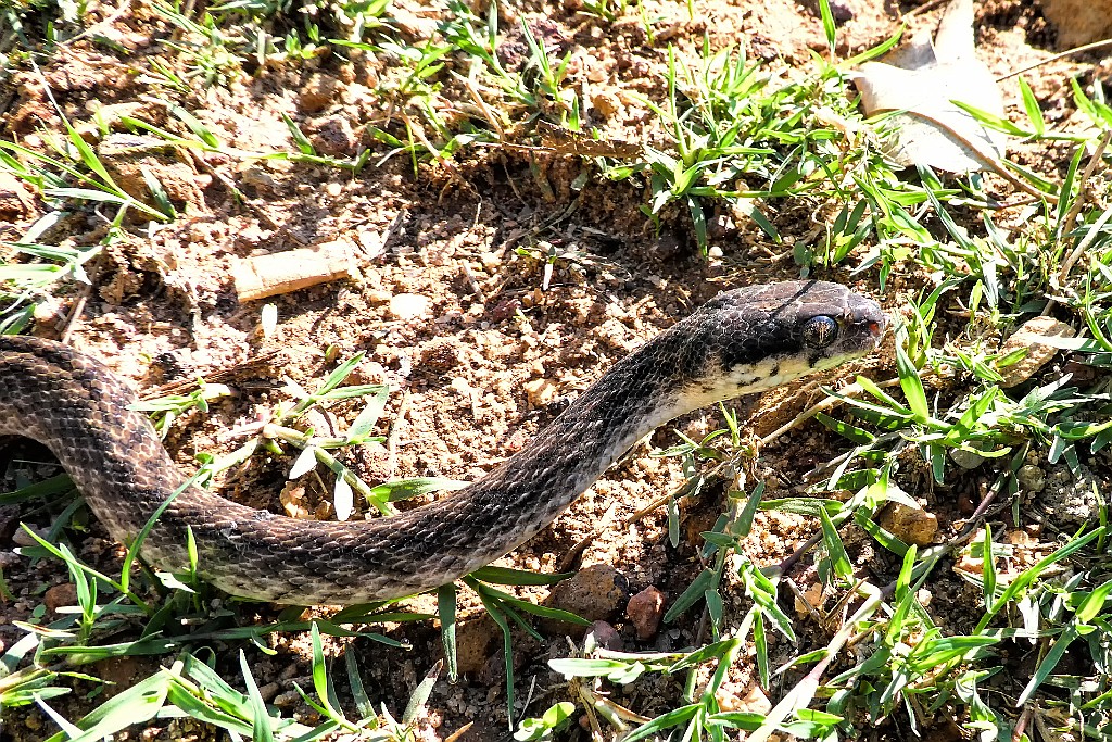 Malagasy Cat-eyed Snake [01759] 04-dec-2016 (Majunga).jpg - Malagasy Cat-eyed Snake [Madagascarophis colubrinus]