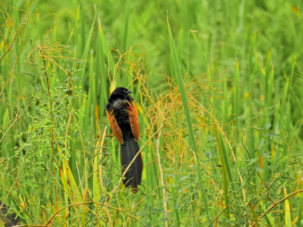 Malagasy Coucal [01857] 04-dec-2016 (Atafa).jpg - Toeloe-Spoorkoekoek [Centropus toulou]