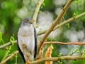 -Frances`s Sparrowhawk [01848] 04-dec-2016 (Atafa)