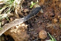 -Malagasy Cat-eyed Snake [01757] 04-dec-2016 (Majunga)