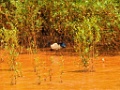 -Malagasy Sacred Ibis [01809] 04-dec-2016 (Betsiboka delta, Majunga)