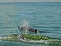 Indo-pacific Humpback Dolphin [01777] 04-dec-2016 (Betsiboka delta, Majunga)