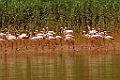Lesser Flamingo [01791] 04-dec-2016 (Betsiboka delta, Majunga)